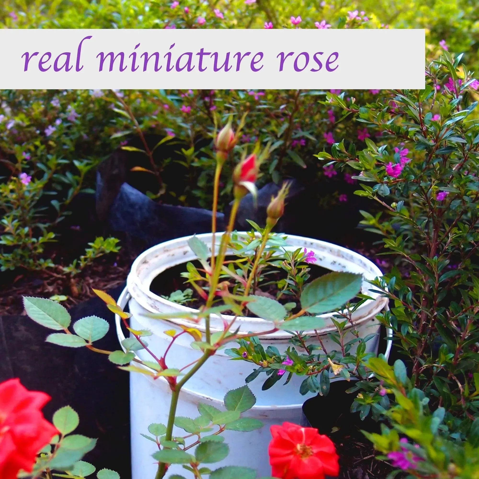 Sterling silver swirl pendant necklace with a real miniature rose. Handmade with real flowers.